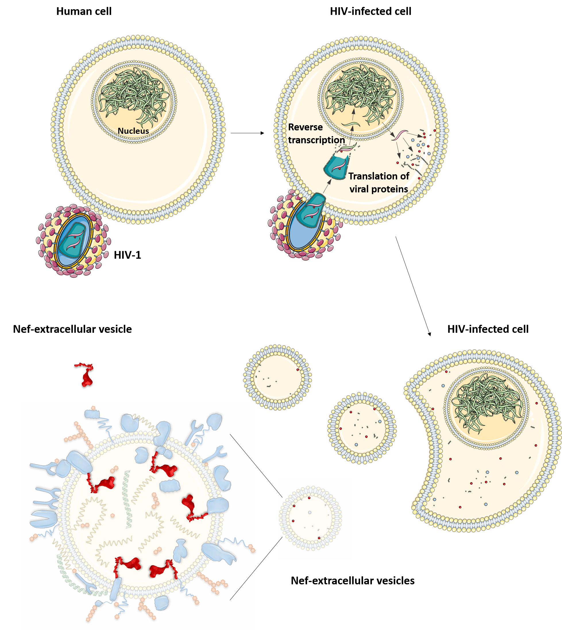 Extracellular vesicles in HIV-1 pathogenesis